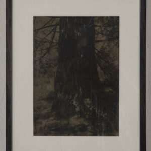 Redwood Magdalene