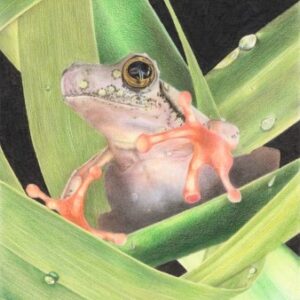 Painted Reed Frog