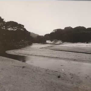 Sea Landscape with Bushes
