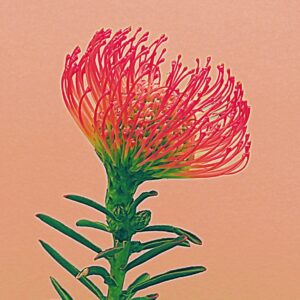 Pincushion 1