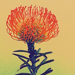 Pincushion 2