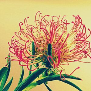 Pincushion 3