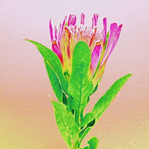 Protea 1