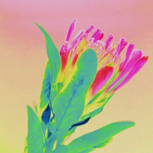 Protea 2