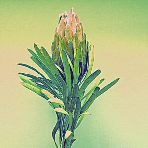 Protea 3