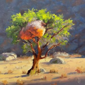 Camelthorn tree