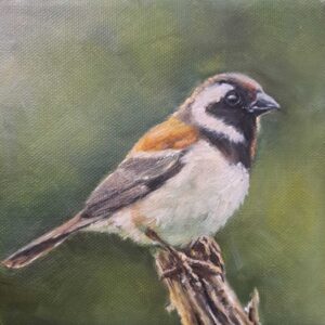 Cape Sparrow I