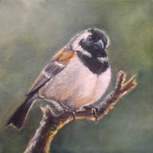 Cape Sparrow II
