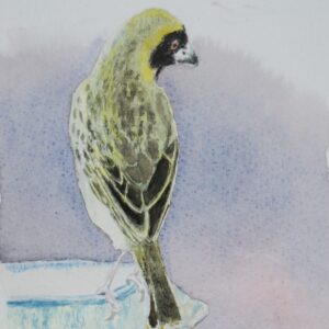 The Weaverbird