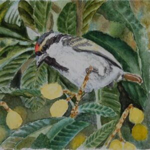The African Barbet
