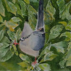 The Mousebird